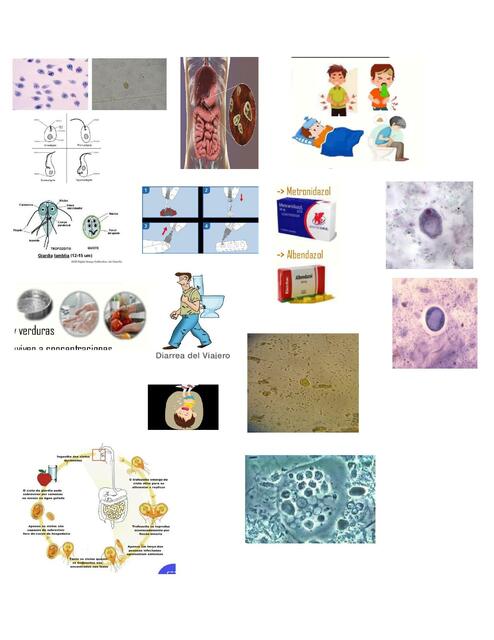 Giardia Lamblia Ashlie Jhasmile Manuel Condori UDocz