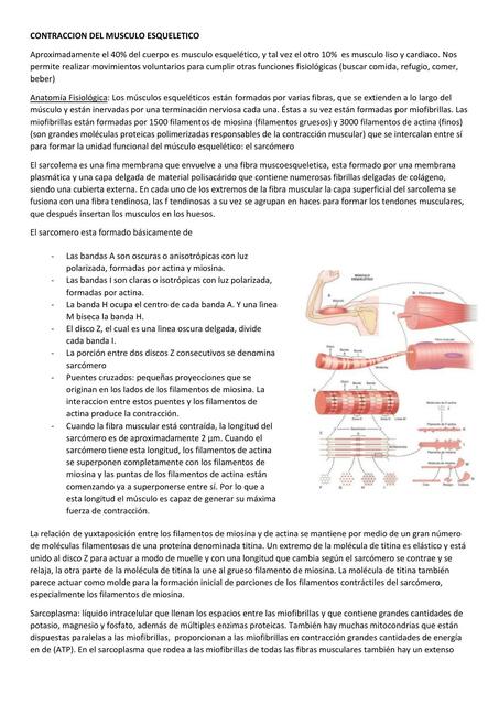 Contraccion Del Musculo Esqueletico Andrada Nazarena Ariadna Udocz