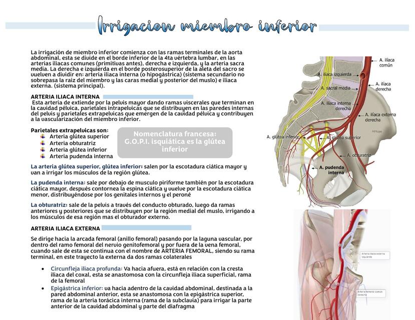 Arterias Miembro Inferior Pdf Isabela Udocz