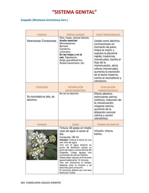 Plantas Para Sistema Cardiovascular Candelaria Ugalde Jennifer UDocz