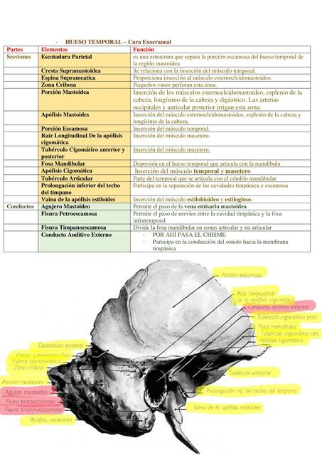 Hueso Temporal Resumen Segun El Libro De Henri Rouvi Re Delgado