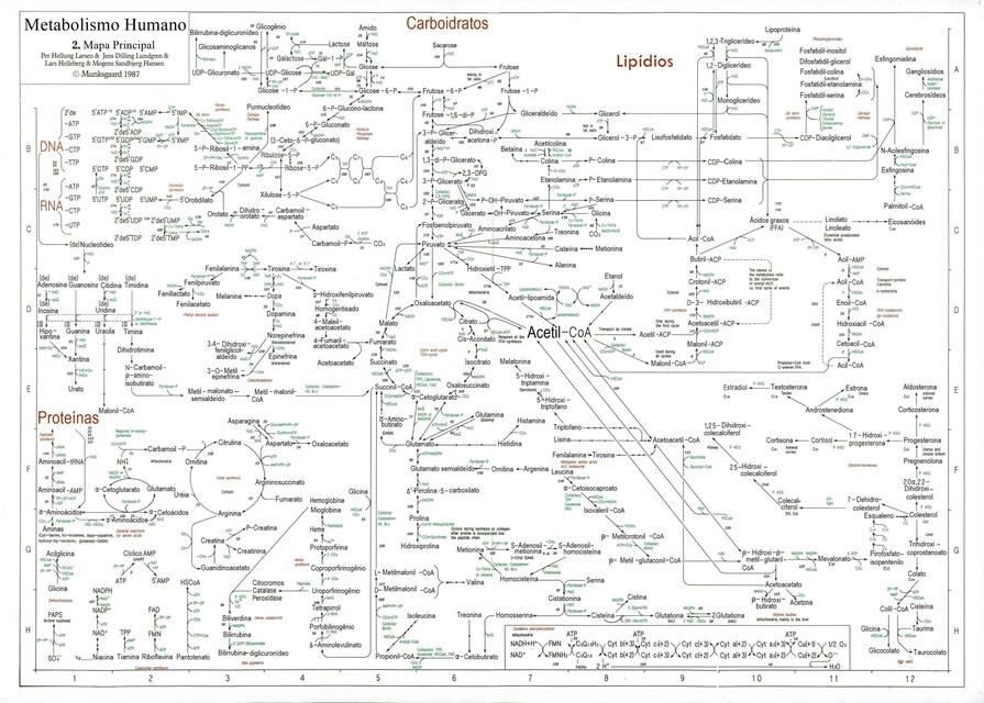 Rutas Metabolicas Daniel Felipe Udocz