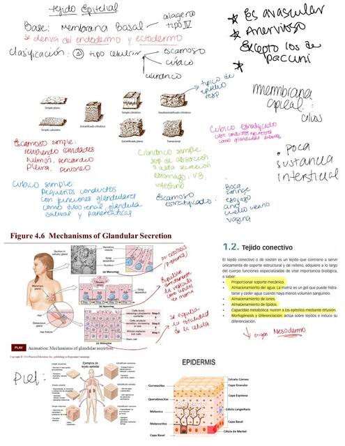 Histologia Lisa Dominguez Udocz