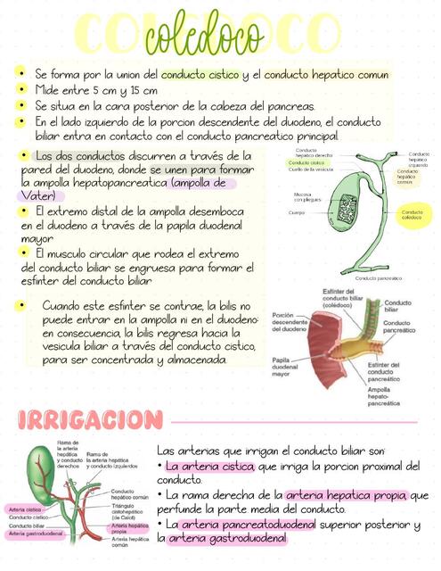 Anatomía vesícula biliar ALONDRA uDocz