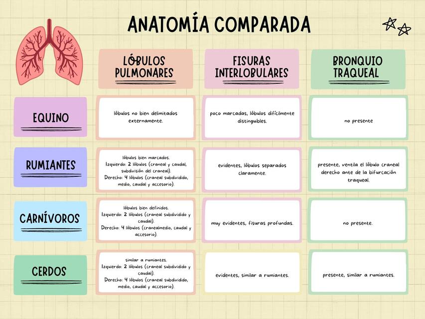 Anatomía comparada sistema respiratorio Britney uDocz