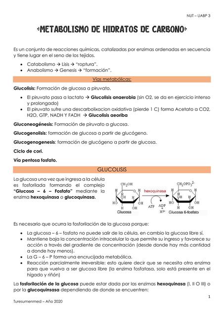 Metabolismo De HDC UABP 3 TURESUMEN MED UDocz