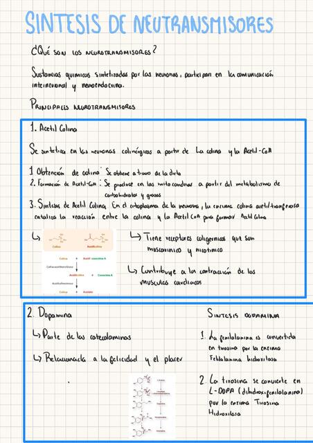 síntesis de neurotransmisores Valeria uDocz