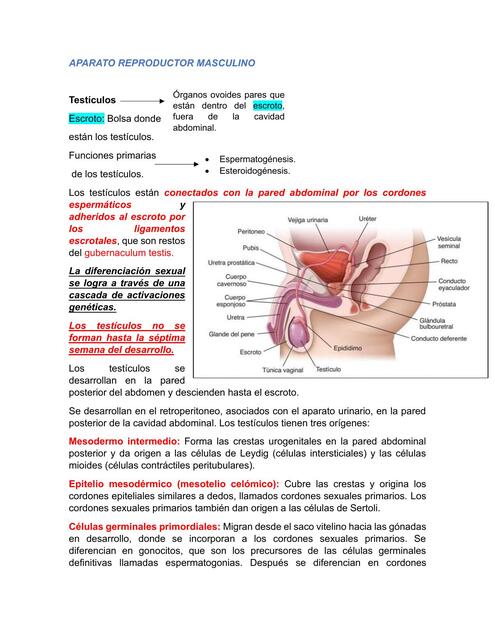 Aparato Reproductor Masculino Andrea Marcela Udocz