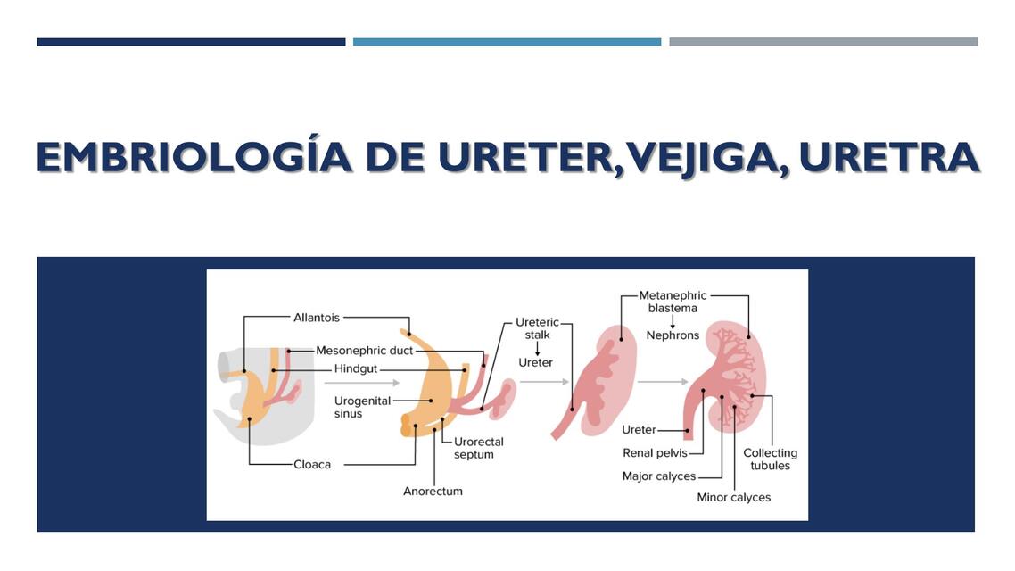 EMBRIOLOGIA DE URETER VEJIGA URETRA Salomé uDocz