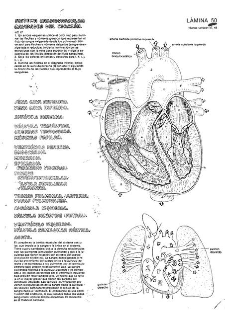 Sistema Cardiovascular UDocz