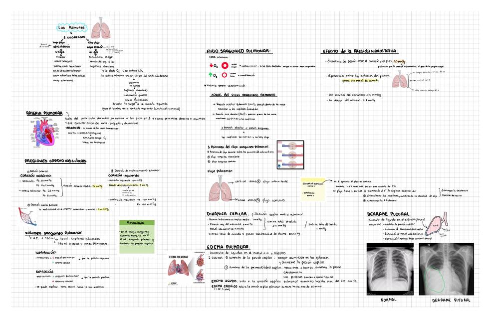 Cap Circulaci N Pulmonar Edema Y L Quido Pleura Sofia Udocz