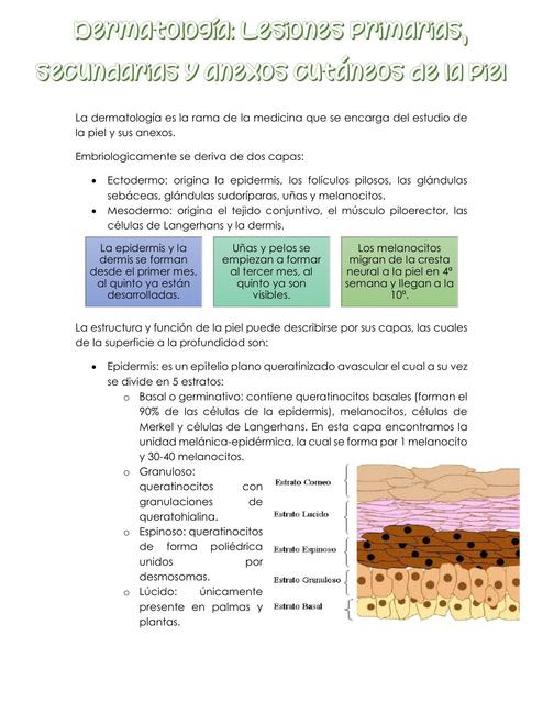 Lesiones Primarias Secundarias Y Anexos Cut Neos De La Piel Udocz