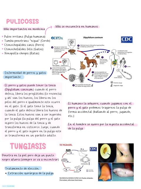 Pulicosis Y Tungiasis Par Sitos Helem Udocz