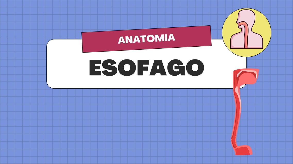 Esofago Anatomia Margarita Udocz