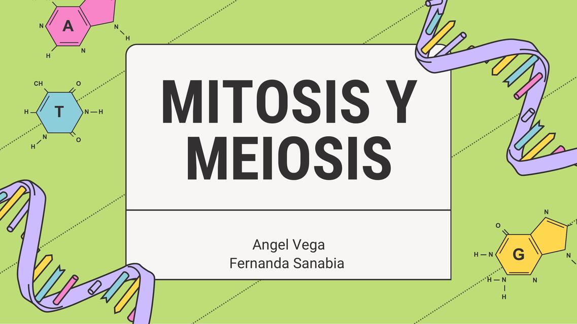 Mitosis Y Meiosis Graydener Udocz