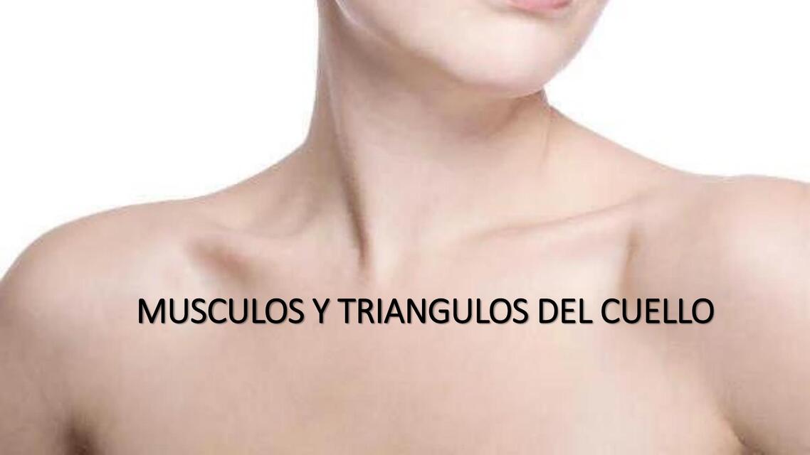 M Sculos Del Cuello Smart Udocz