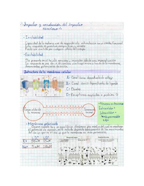 Impulso y conducción del impulso nervioso Angela Dominguez uDocz