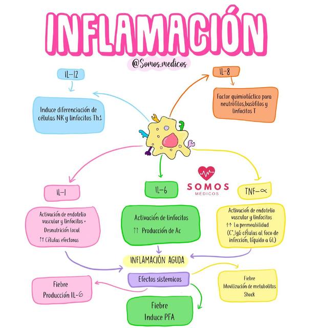 Inflamaci N Hematomas Abdomen Agudo Diur Tico Rvinsh Shcn Udocz