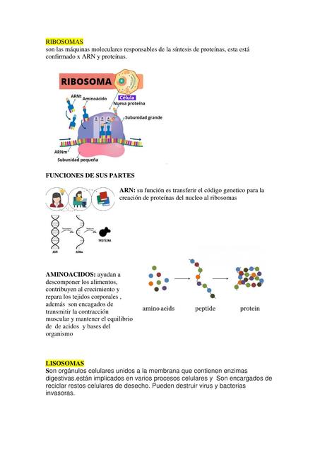 Ribosomas Y Lisosomas SANDIA2232 UDocz