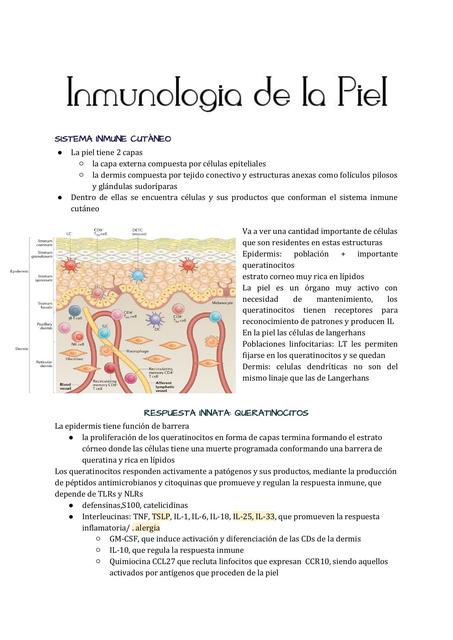 Inmunolog A De La Piel The Bad Medicine Udocz