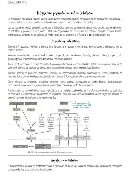 Integraci N Y Regulaci N Del Metabolismo Udocz