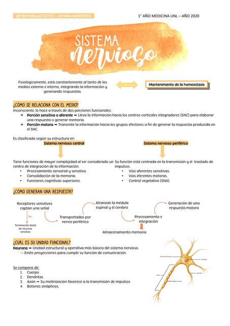 Fisiolog A Nerviosa Sinapsis Y Sna Fisiolog A Cyd Trofoblastocito