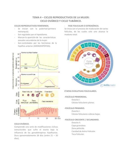 Ciclo Reproductivo De La Mujer UDocz Creators UDocz