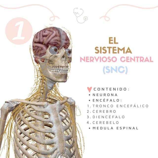 Sistemas Nerviosos Udocz