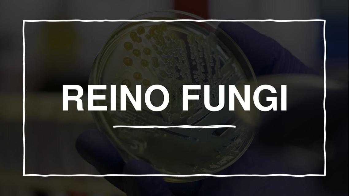 Reino Fungi Marianela Pinto UDocz