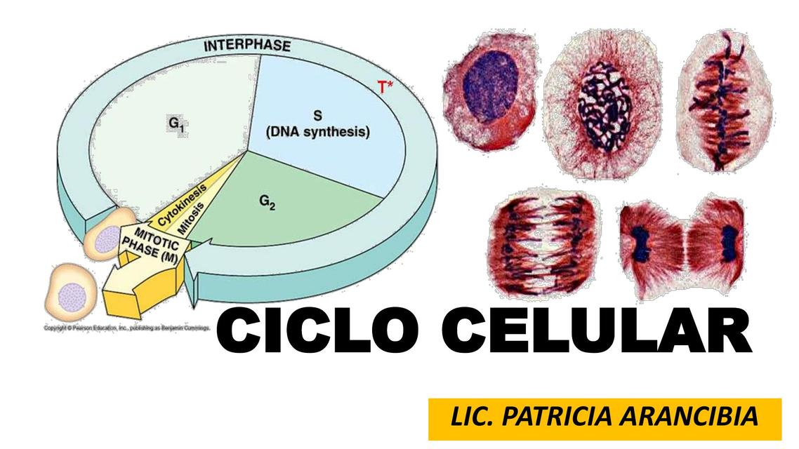 Mitosis Y Meiosis FARMACOLOGIA UDocz