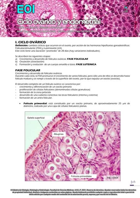 Ciclo Ovárico y Endometrial Guadalupe Lahourcade uDocz