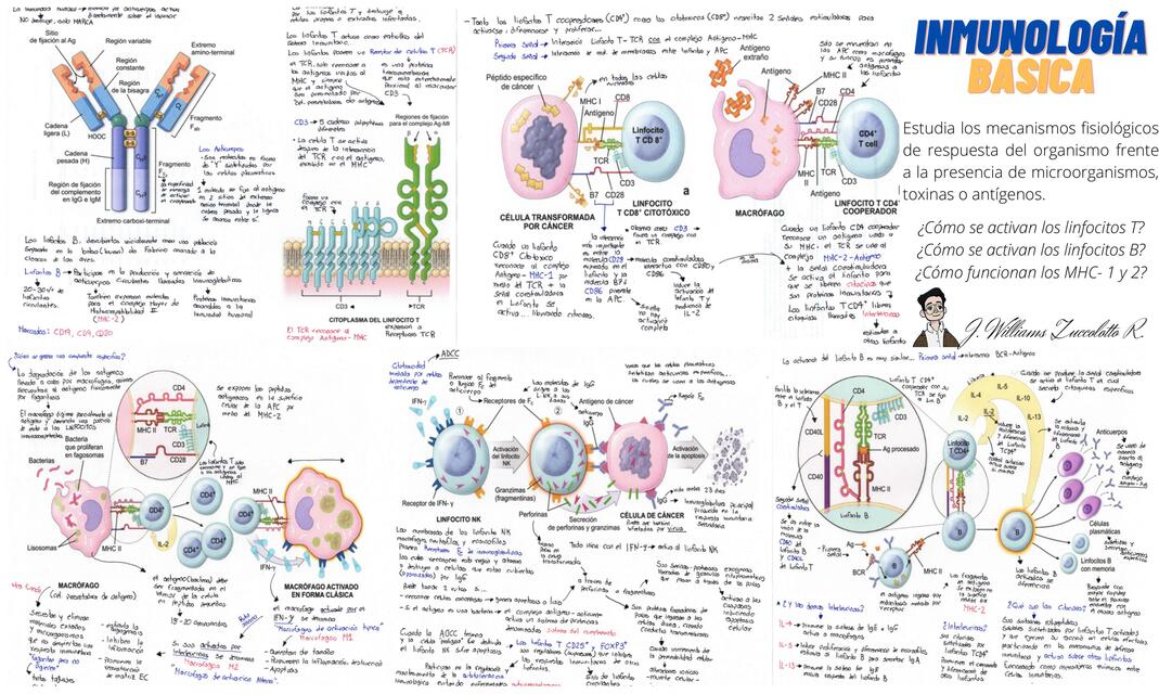 Esquema General De Inmunolog A Jos Williams Zuccolotto Ram N Udocz