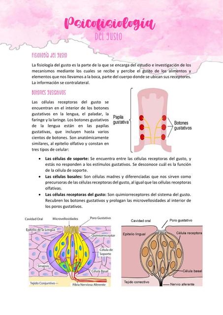 Fisiolog A Del Gusto Sabrina Grandez Udocz