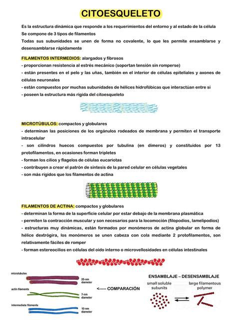 Citoesqueleto BIOTECH SG Sofía Gagliardi uDocz