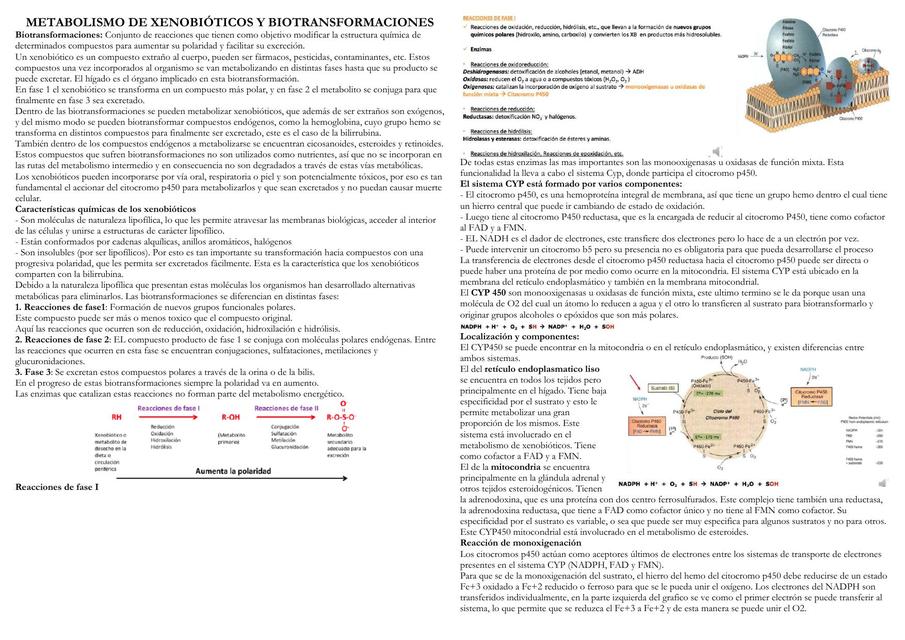 Metabolismo De Xenobi Ticos Y Biotransformaciones Mapa Mental Hot Sex