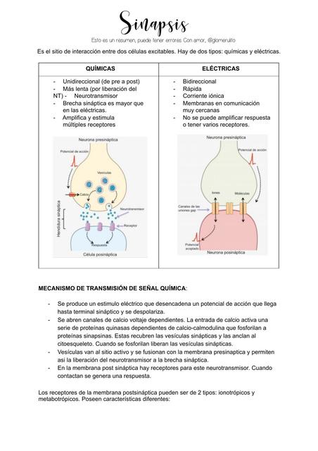 Sinapsis Y Neurotransmisores Glomerulito UDocz