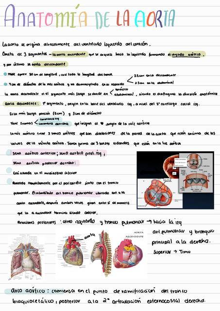 Arteria Aorta Patu Mg Udocz