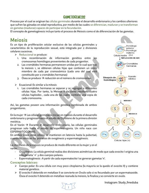 Gametogenesis y Fecundación Study fmeduba uDocz