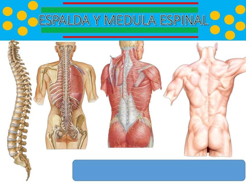 Atlas De Anatomia De Netter Espalda Y Medula Espinal Isavo Yachapa