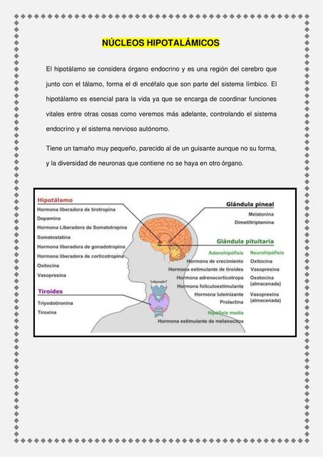 Núcleos hipotalámicos Carolyn Trochez uDocz