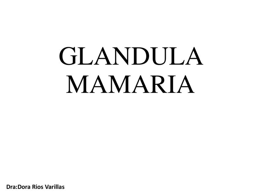 Glándula Mamaria Modo Estudiante MEHU uDocz