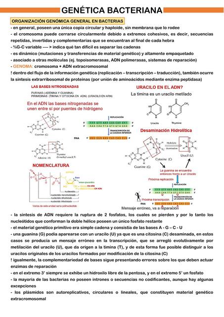 Genética bacteriana BIOTECH SG Sofía Gagliardi uDocz