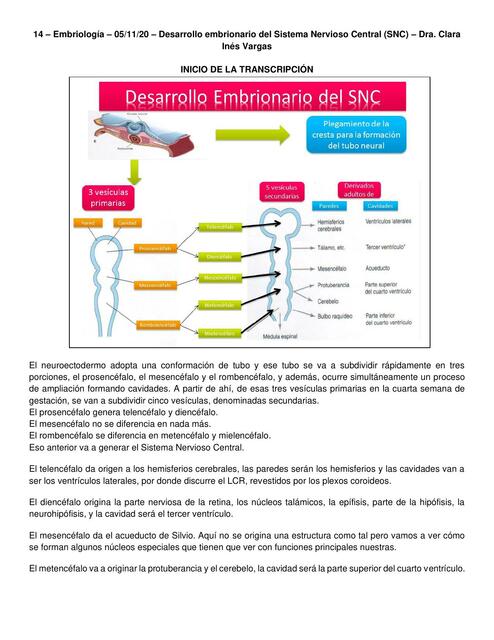 Desarrollo Embrionario Del SNC Tatiana Martinez UDocz