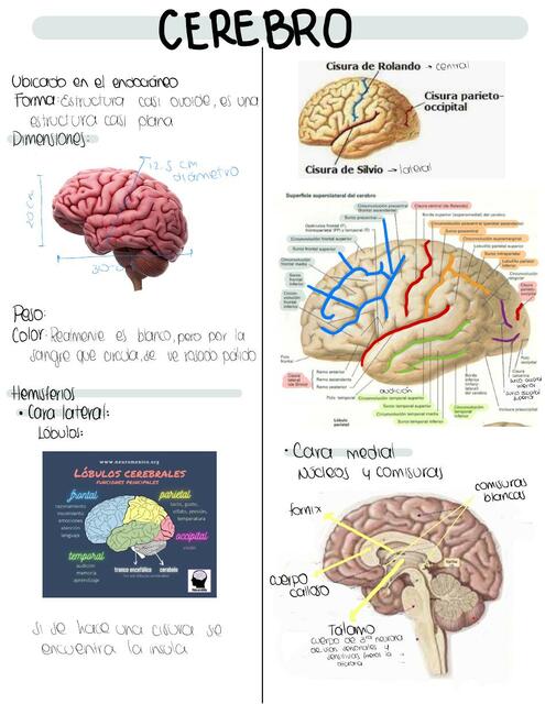 Cerebro Nathalye Ni O Udocz