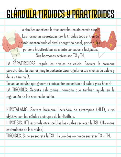 Gl Ndula Tiroides Y Paratiroides Doc Universitario Udocz