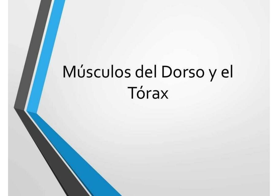 Músculos del Tórax y Dorso Josue Salvatierra Fernandez uDocz