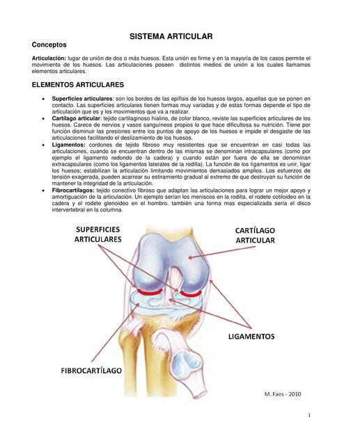 Sistema Articular Gabriela Villarroel Udocz