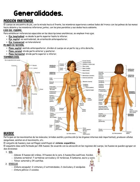 Anatomia Generalidades Udocz The Best Porn Website