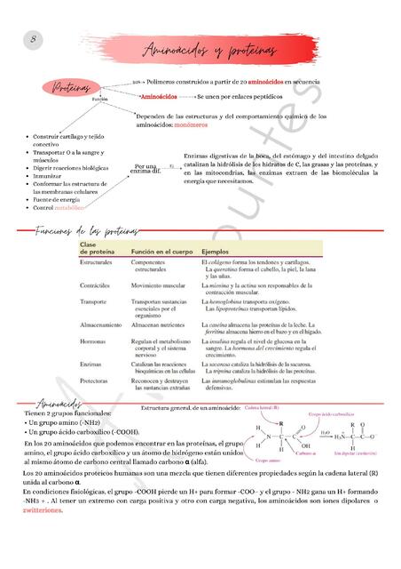 Aminoácidos y Proteínas Anto apuntes uDocz