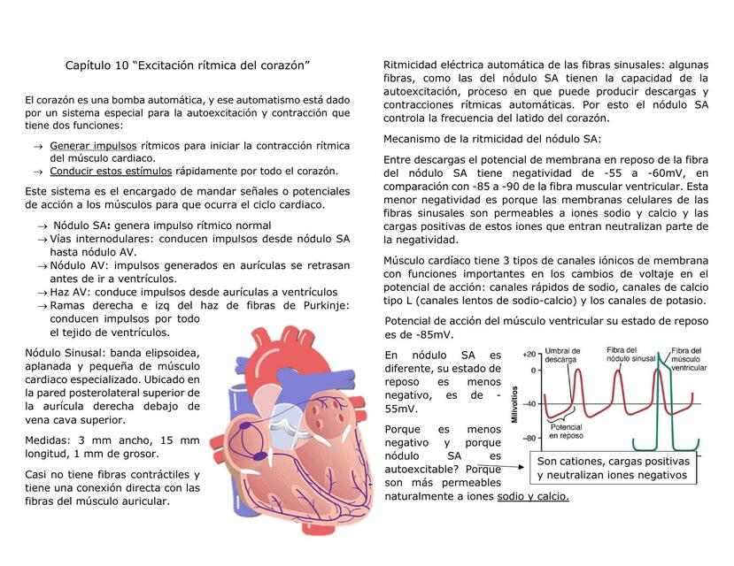 Excitación rítmica del corazón Daniela González uDocz